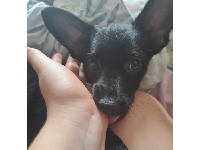 Cachorro raça SRD-ViraLata idade 2 a 6 meses nome Nico