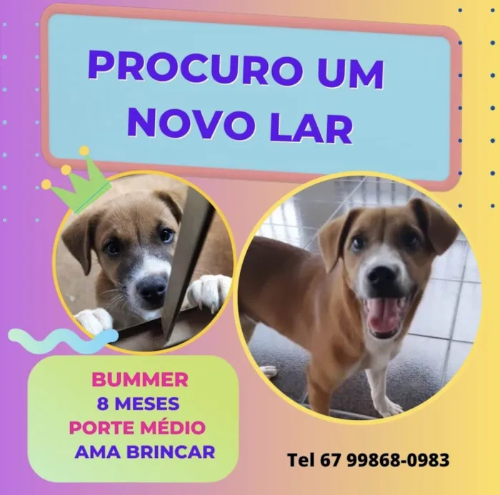 Cachorro ra a SRD-ViraLata idade 7 a 11 meses nome Bummer