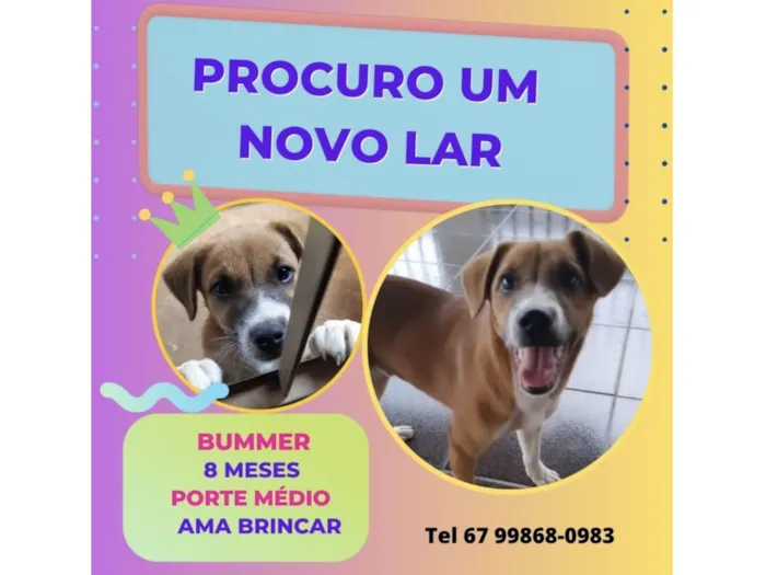 Cachorro ra a SRD-ViraLata idade 7 a 11 meses nome Bummer