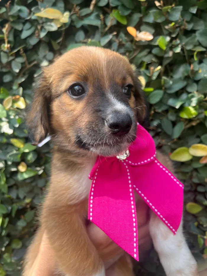 Cachorro raça SRD-ViraLata idade 2 a 6 meses nome Docinho