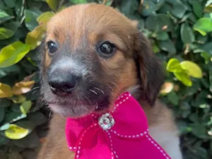Cachorro raça SRD-ViraLata idade 2 a 6 meses nome Docinho