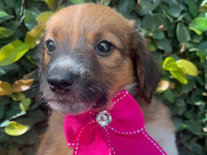 Cachorro raça SRD-ViraLata idade 2 a 6 meses nome Docinho