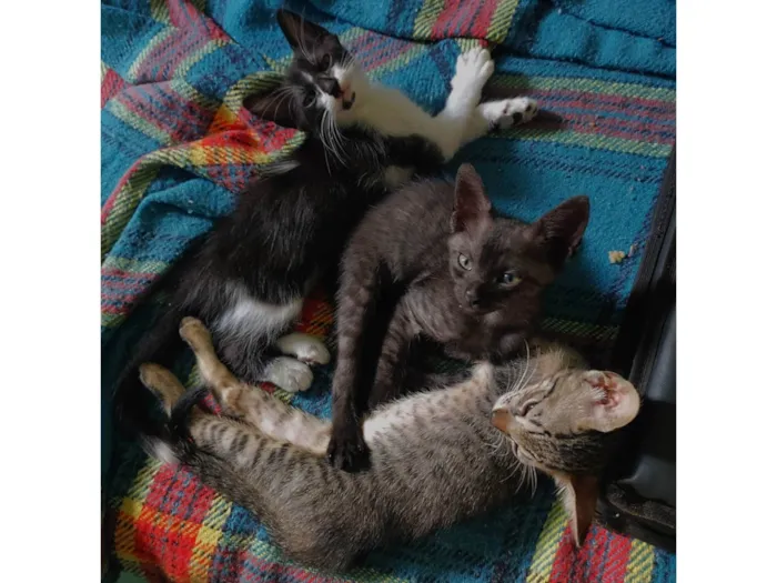 Gato ra a SRD-ViraLata idade Abaixo de 2 meses nome 3 irmãozinhos sem nome 