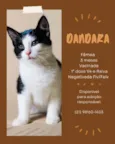 DANDARA