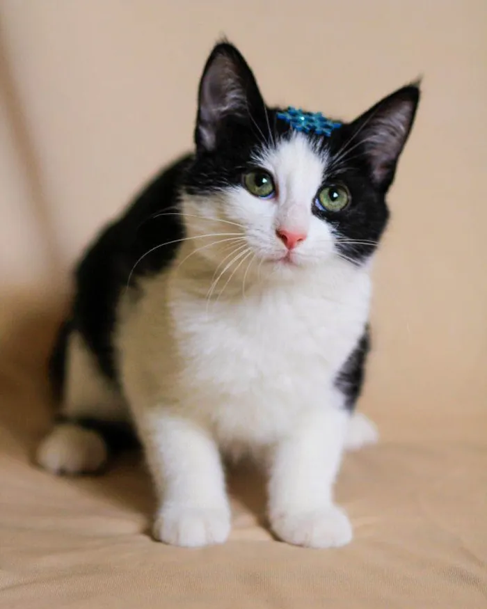 Gato ra a SRD-ViraLata idade 2 a 6 meses nome DANDARA