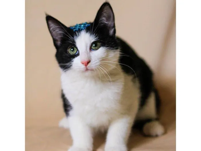 Gato ra a SRD-ViraLata idade 2 a 6 meses nome DANDARA