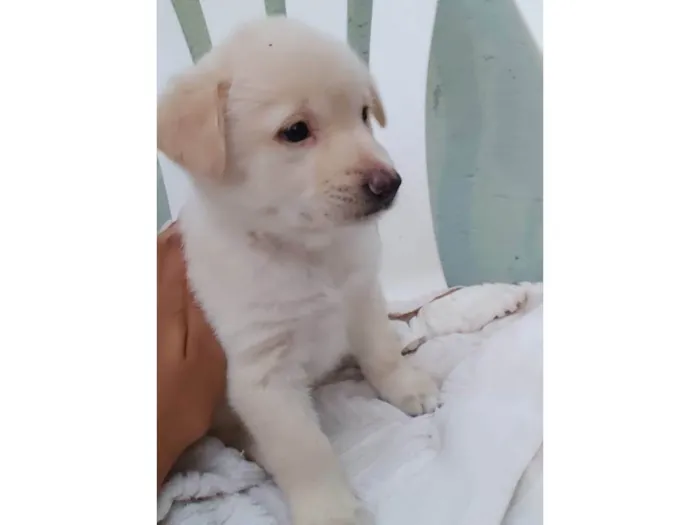 Cachorro ra a Srd idade 2 a 6 meses nome Filhotes 2 meses