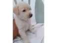 Filhotes 2 meses