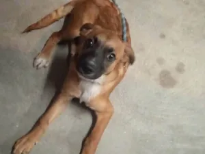 Cachorro raça Vira Lata idade 2 a 6 meses nome Max