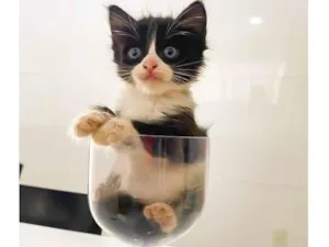 Gato raça srd frajolinha  idade 2 a 6 meses nome TITI