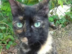 Gato raça srd escaminha  idade 7 a 11 meses nome ISABELE