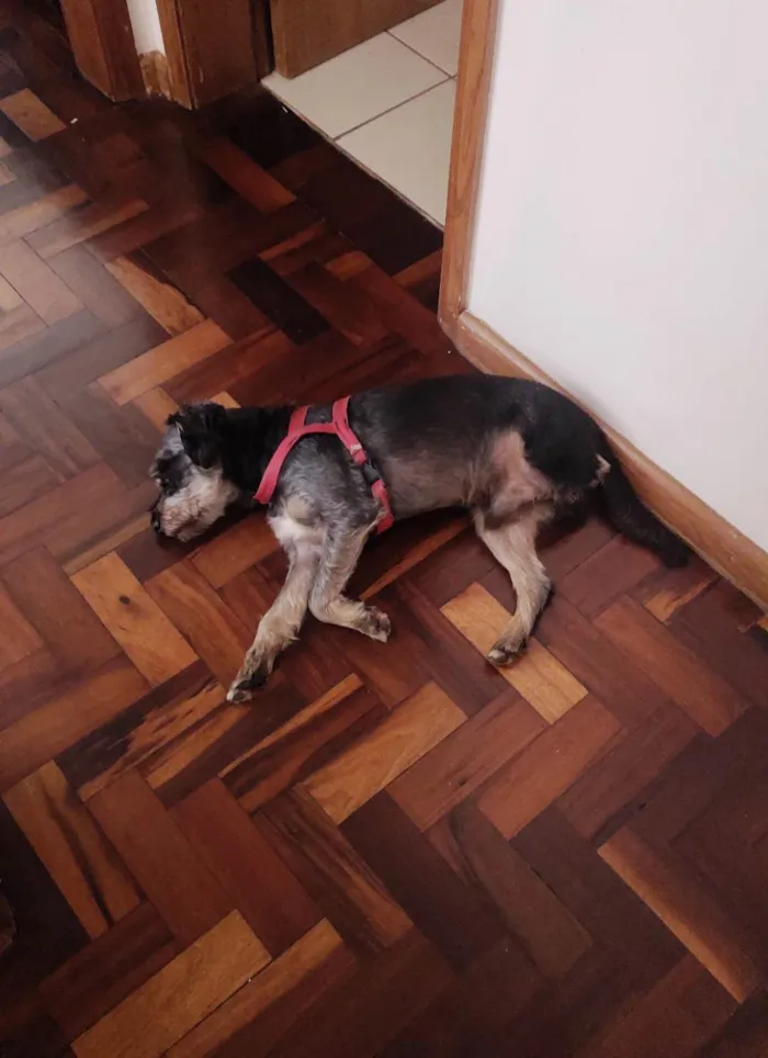 Cachorro ra a  idade 6 ou mais anos nome Yoshi