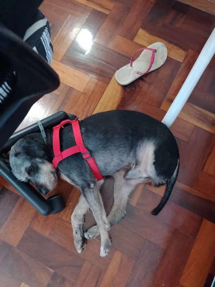 Cachorro ra a  idade 6 ou mais anos nome Yoshi