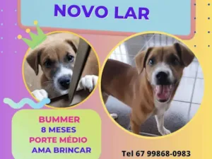 Cachorro raça SRD-ViraLata idade 7 a 11 meses nome Bummer