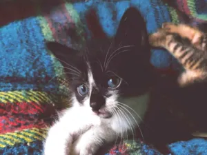Gato raça SRD-ViraLata idade Abaixo de 2 meses nome 3 irmãozinhos sem nome 