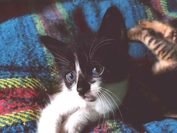 Gato ra a SRD-ViraLata idade Abaixo de 2 meses nome 3 irmãozinhos sem nome 