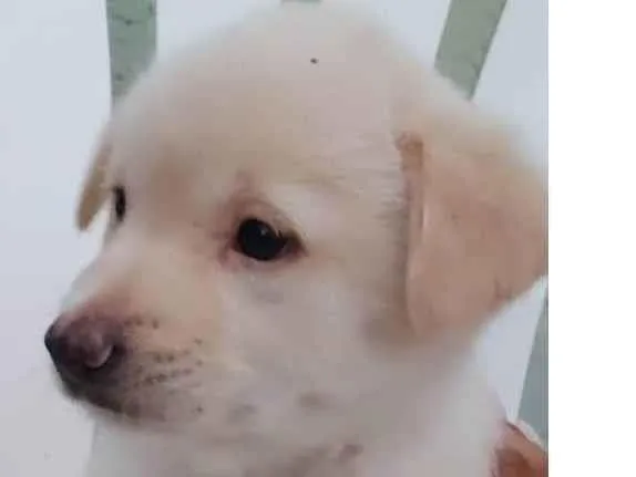 Cachorro ra a Srd idade 2 a 6 meses nome Filhotes 2 meses