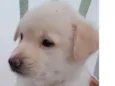 Filhotes 2 meses