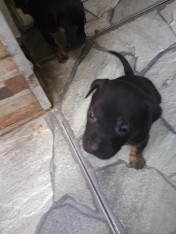 Cachorro ra a Pitbull misturado idade Abaixo de 2 meses nome Sem nome 