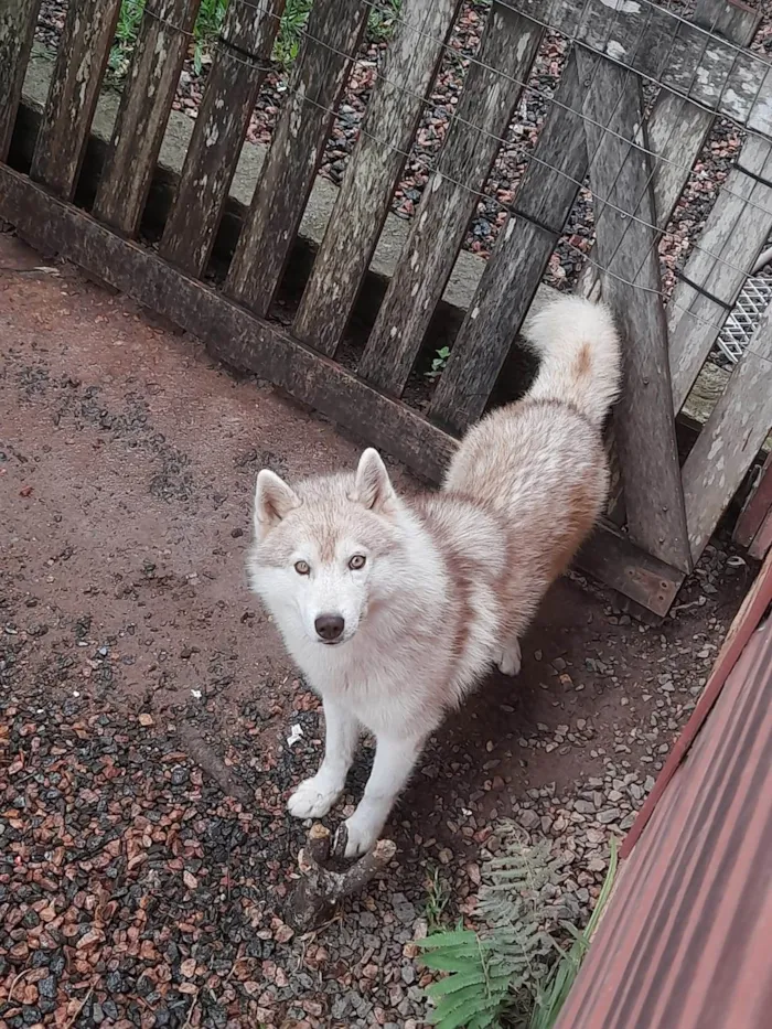 Cachorro ra a Husky Siberiano idade 2 anos nome Koda