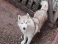 Koda