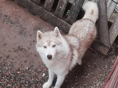 Cachorro raça Husky Siberiano idade 2 anos nome Koda