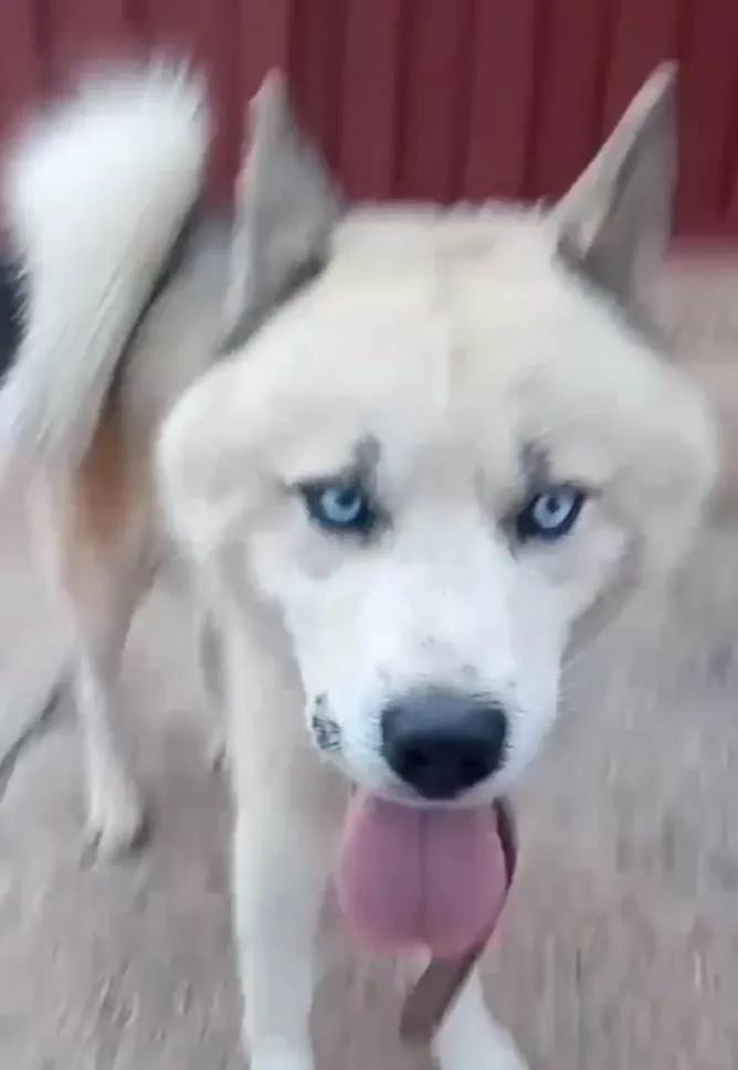 Cachorro ra a Husky Siberiano idade 7 a 11 meses nome Eros 
