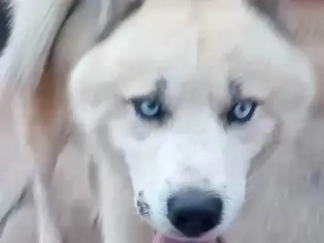 Cachorro ra a Husky Siberiano idade 7 a 11 meses nome Eros 