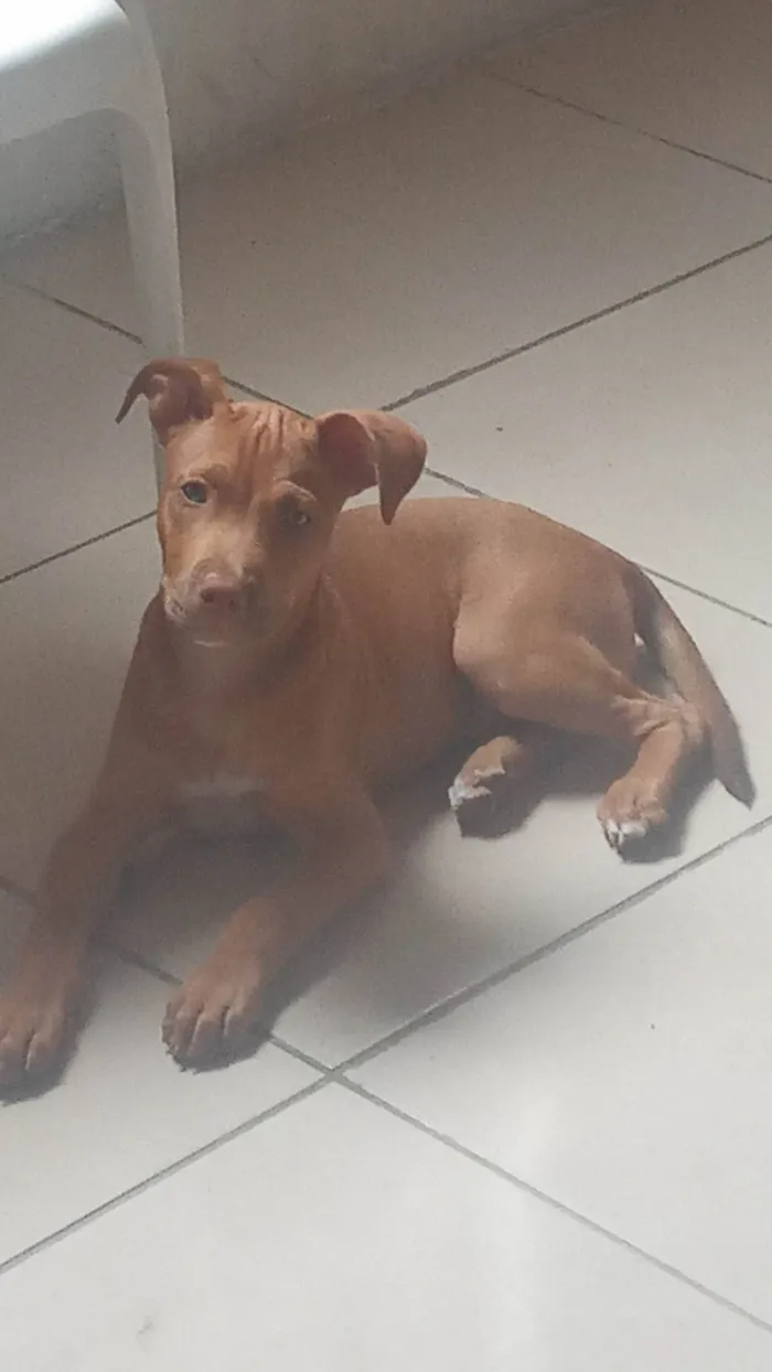 Cachorro raça Pitibuul idade 2 a 6 meses nome Bruce