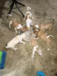 Wandinha, Xavier, Ajax, Enid, Gomes, Mortiçia 