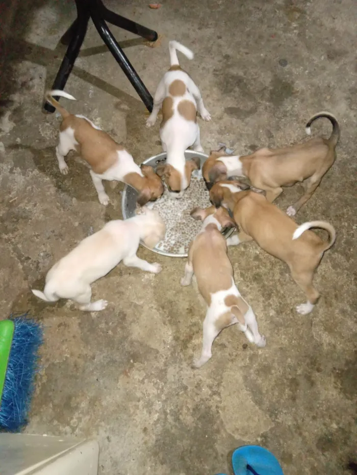 Cachorro ra a SRD-ViraLata idade 2 a 6 meses nome Wandinha, Xavier, Ajax, Enid, Gomes, Mortiçia 