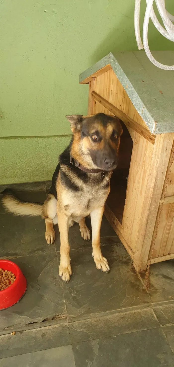 Cachorro ra a Pastor Alemão idade 2 anos nome Spike