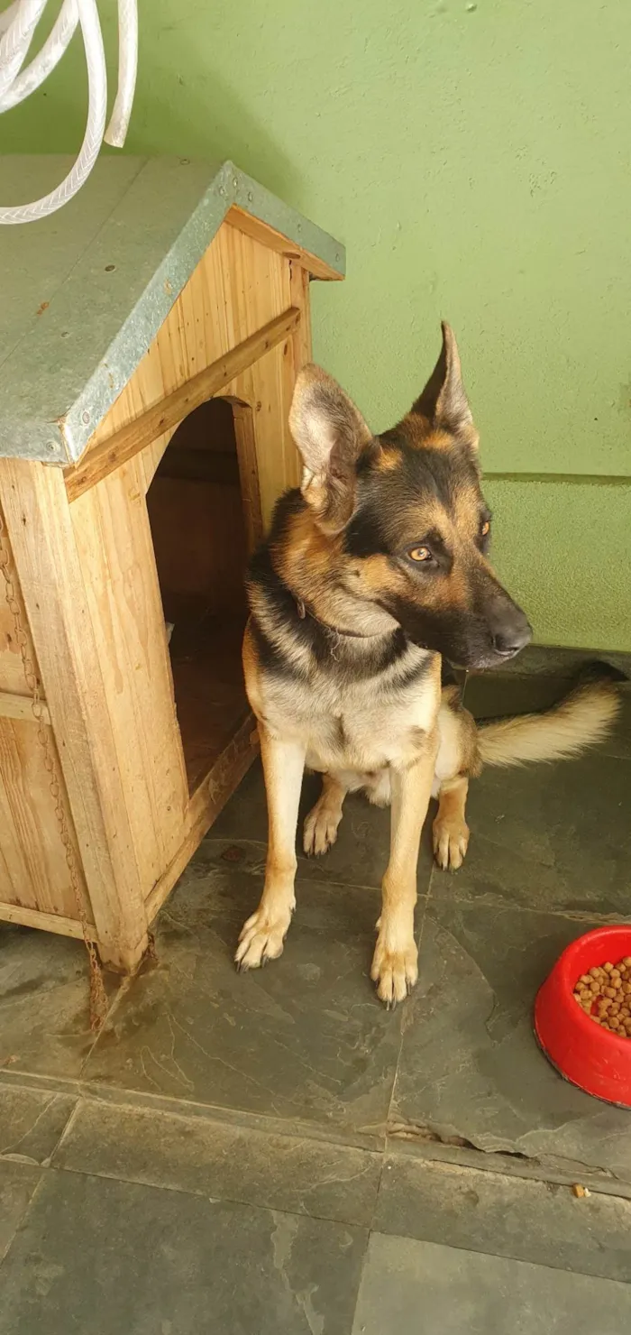 Cachorro ra a Pastor Alemão idade 2 anos nome Spike