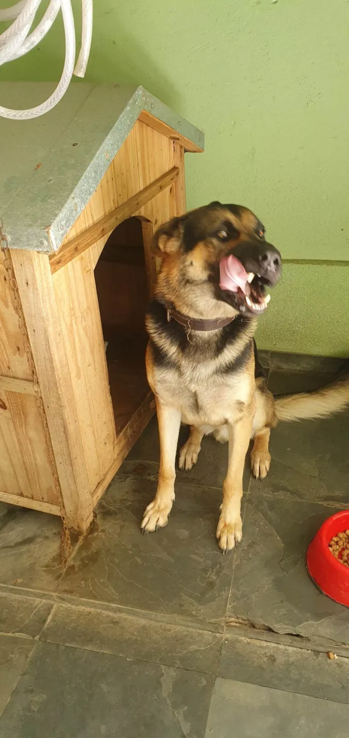 Cachorro ra a Pastor Alemão idade 2 anos nome Spike