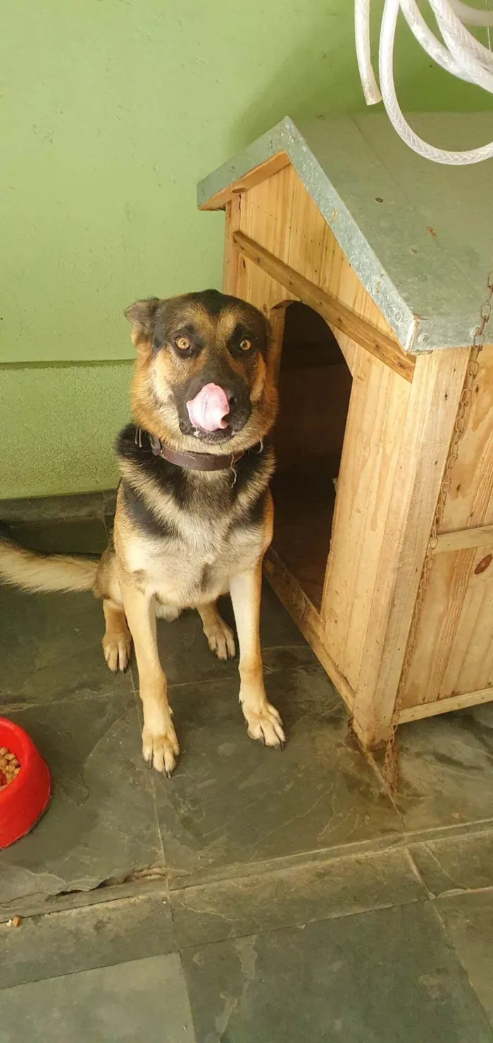 Cachorro ra a Pastor Alemão idade 2 anos nome Spike