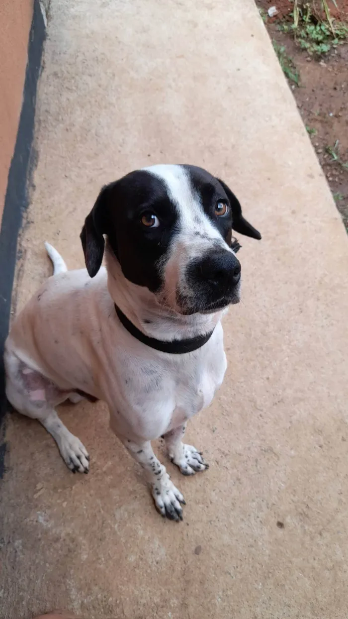 Cachorro ra a SRD-ViraLata idade 3 anos nome Luke