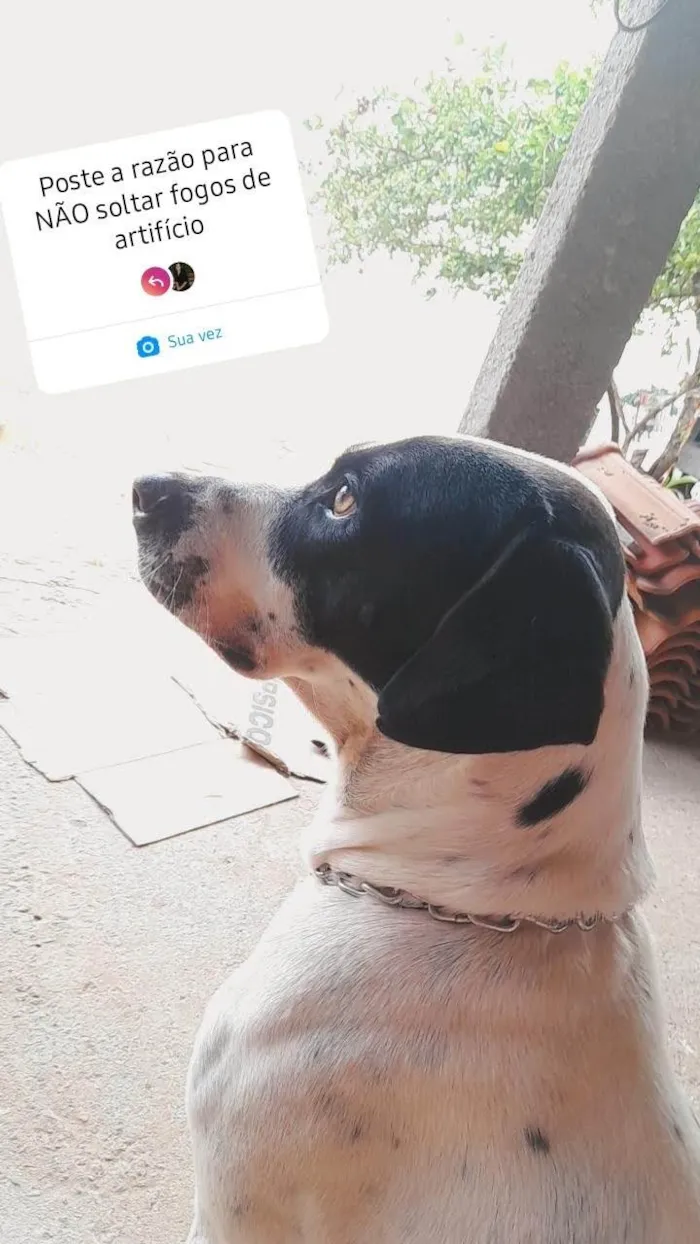 Cachorro ra a SRD-ViraLata idade 3 anos nome Luke