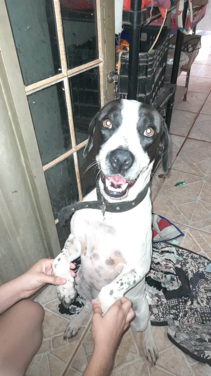Cachorro ra a SRD-ViraLata idade 3 anos nome Luke