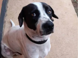 Cachorro raça SRD-ViraLata idade 3 anos nome Luke