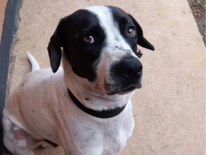 Cachorro ra a SRD-ViraLata idade 3 anos nome Luke