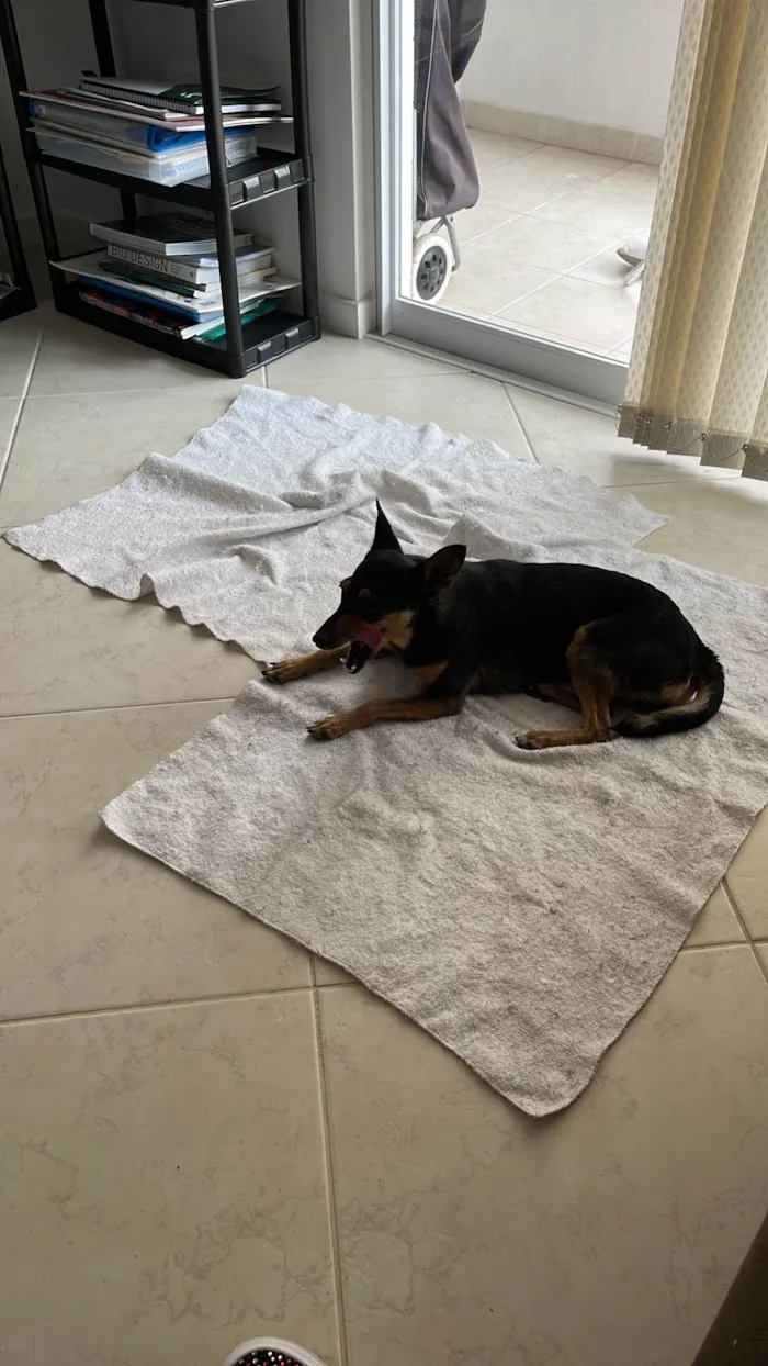 Cachorro ra a SRD-ViraLata idade 7 a 11 meses nome Desconhecido