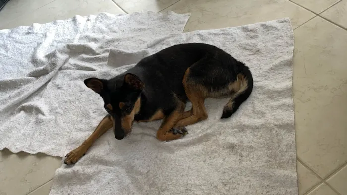 Cachorro ra a SRD-ViraLata idade 7 a 11 meses nome Desconhecido