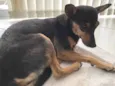 Desconhecido