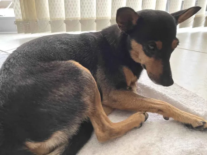 Cachorro ra a SRD-ViraLata idade 7 a 11 meses nome Desconhecido