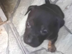 Cachorro raça Pitbull misturado idade Abaixo de 2 meses nome Sem nome 