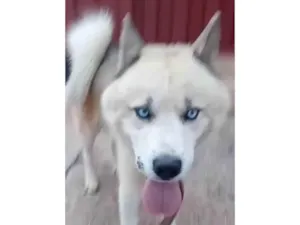 Cachorro raça Husky Siberiano idade 7 a 11 meses nome Eros 