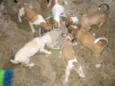 Wandinha, Xavier, Ajax, Enid, Gomes, Mortiçia 