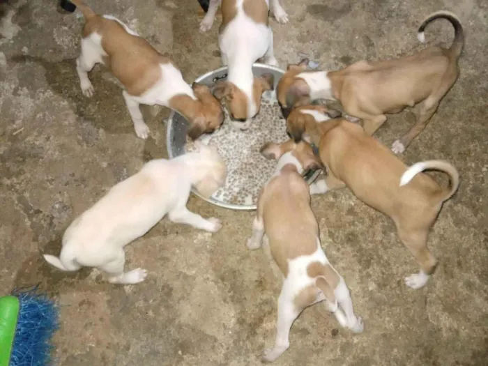 Cachorro ra a SRD-ViraLata idade 2 a 6 meses nome Wandinha, Xavier, Ajax, Enid, Gomes, Mortiçia 