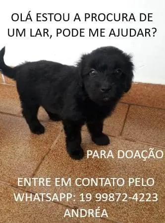 Cachorro ra a  idade  nome a escolher