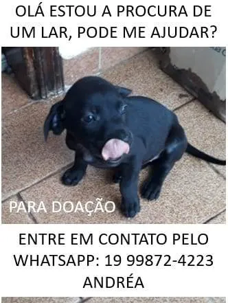 Cachorro ra a  idade  nome a escolher